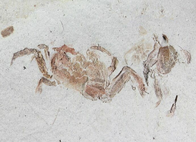Fossil Pea Crab (Pinnixa) From California - Miocene #63733